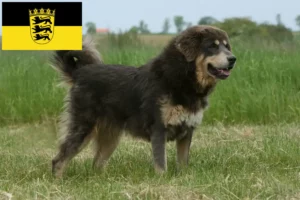 Read more about the article Criador de cães tibetanos e cachorros em Baden-Württemberg