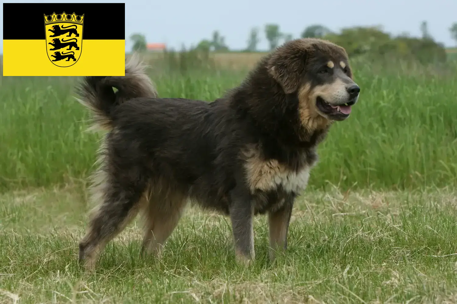 Read more about the article Criador de cães tibetanos e cachorros em Baden-Württemberg
