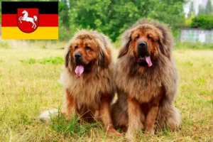 Read more about the article Criador de cães tibetanos e cachorros na Baixa Saxónia