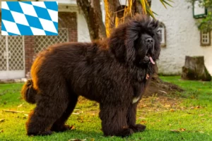 Read more about the article Criador de cães tibetanos e cachorros em Bavaria