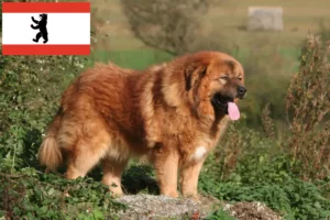 Read more about the article Criador de cães tibetanos e cachorros em Berlim