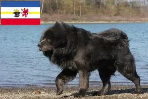 Read more about the article Criador de cães tibetanos e cachorros em Mecklenburg-Vorpommern
