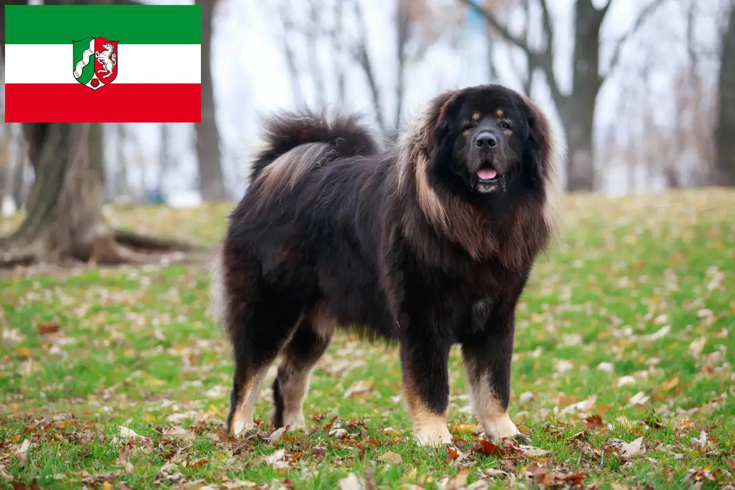Read more about the article Criadores de Mastim Tibetano e cachorros em Renânia do Norte-Vestefália