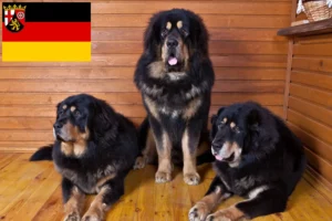 Read more about the article Criadores de Mastim Tibetano e cachorros em Renânia-Palatinado