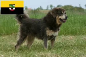 Read more about the article Criador de cães tibetanos e cachorros em Saxónia-Anhalt