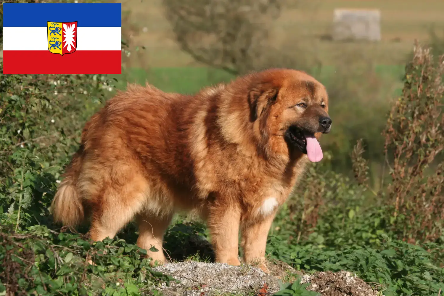 Read more about the article Criador de cães tibetanos e cachorros em Schleswig-Holstein
