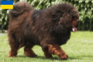 Read more about the article Criador de cães tibetanos e cachorros na Ucrânia