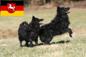 Read more about the article Criadores de Mudi e cachorros na Baixa Saxónia