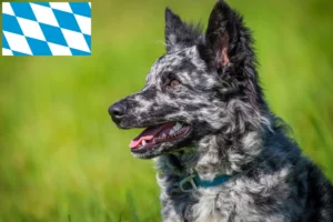 Read more about the article Criadores de mudi e cachorros na Baviera