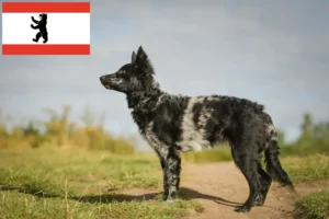 Read more about the article Mudi criador e cachorros em Berlim
