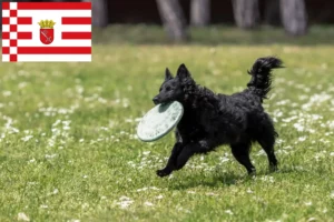 Read more about the article Criador de Mudi e cachorros em Bremen