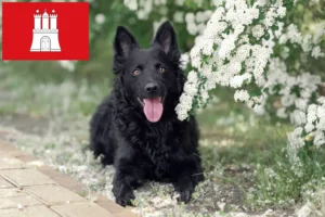 Read more about the article Criador de Mudi e cachorros em Hamburgo