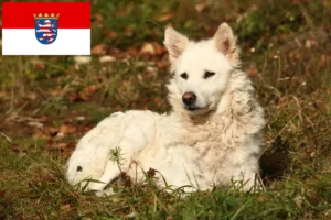 Read more about the article Criadores de Mudi e cachorros em Hessen