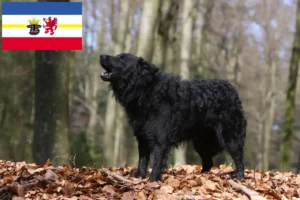 Read more about the article Criadores de Mudi e cachorros em Mecklenburg-Vorpommern