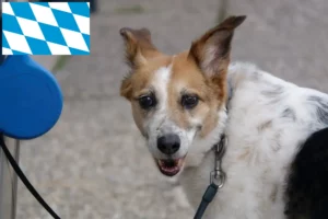 Read more about the article Criadores de Norrbottenspitz e cachorros na Baviera