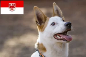 Read more about the article Criadores de Norrbottenspitz e cachorros em Brandenburg