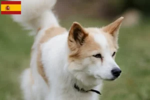 Read more about the article Criadores de Norrbottenspitz e cachorros em Espanha