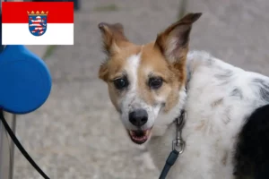 Read more about the article Criadores de Norrbottenspitz e cachorros em Hessen