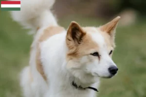 Read more about the article Criadores de Norrbottenspitz e cachorros na Hungria