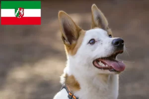 Read more about the article Criadores de Norrbottenspitz e cachorros na Renânia do Norte-Vestefália