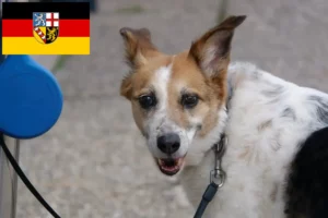 Read more about the article Criadores de Norrbottenspitz e cachorros em Saarland