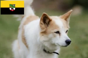 Read more about the article Criadores de Norrbottenspitz e cachorros em Saxónia-Anhalt