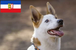Read more about the article Criadores de Norrbottenspitz e cachorros em Schleswig-Holstein