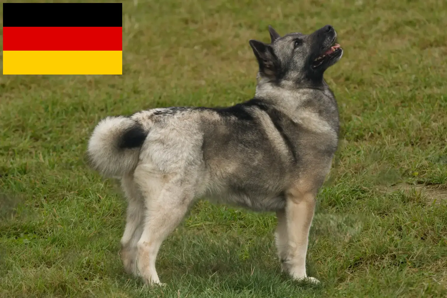 Read more about the article Criadores de Buhund norueguês e cachorros na Alemanha