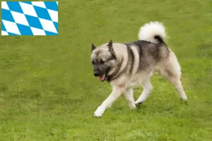 Read more about the article Criadores de Buhund norueguês e cachorros na Baviera
