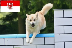 Read more about the article Criadores de Buhund norueguês e cachorros em Brandenburg