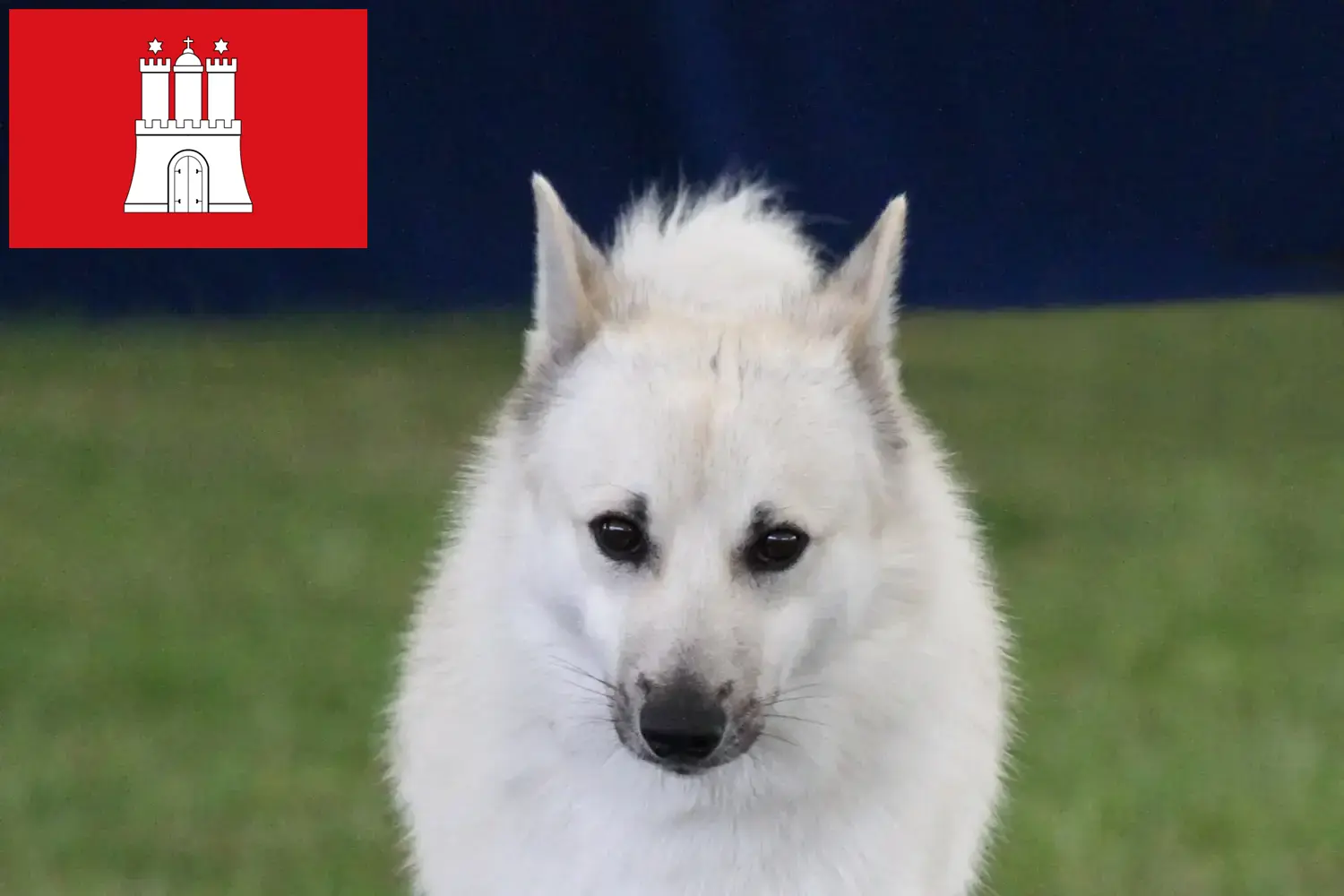 Read more about the article Criador de Buhund norueguês e cachorros em Hamburgo