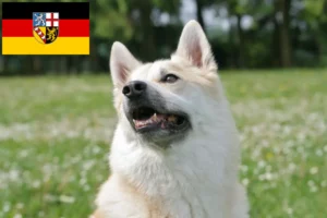 Read more about the article Criador de Buhund norueguês e cachorros em Saarland