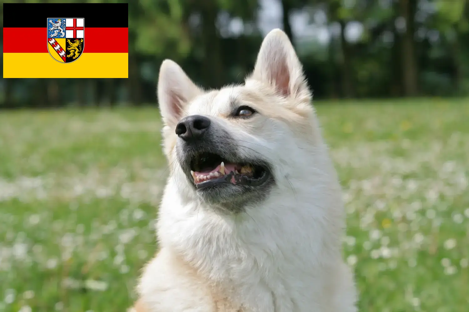 Read more about the article Criador de Buhund norueguês e cachorros em Saarland