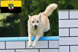 Read more about the article Criadores de Buhund norueguês e cachorros em Saxónia-Anhalt