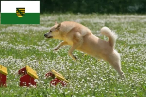 Read more about the article Criadores de Buhund norueguês e cachorros na Saxónia