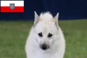 Read more about the article Criador de Buhund norueguês e cachorros em Thuringia