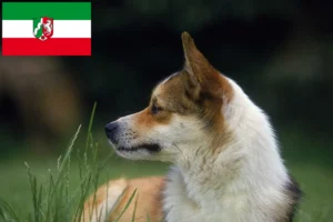 Read more about the article Criadores de Lundehund norueguês e cachorros na Renânia do Norte-Vestefália