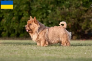 Read more about the article Criadores de Norwich Terrier e cachorros na Ucrânia