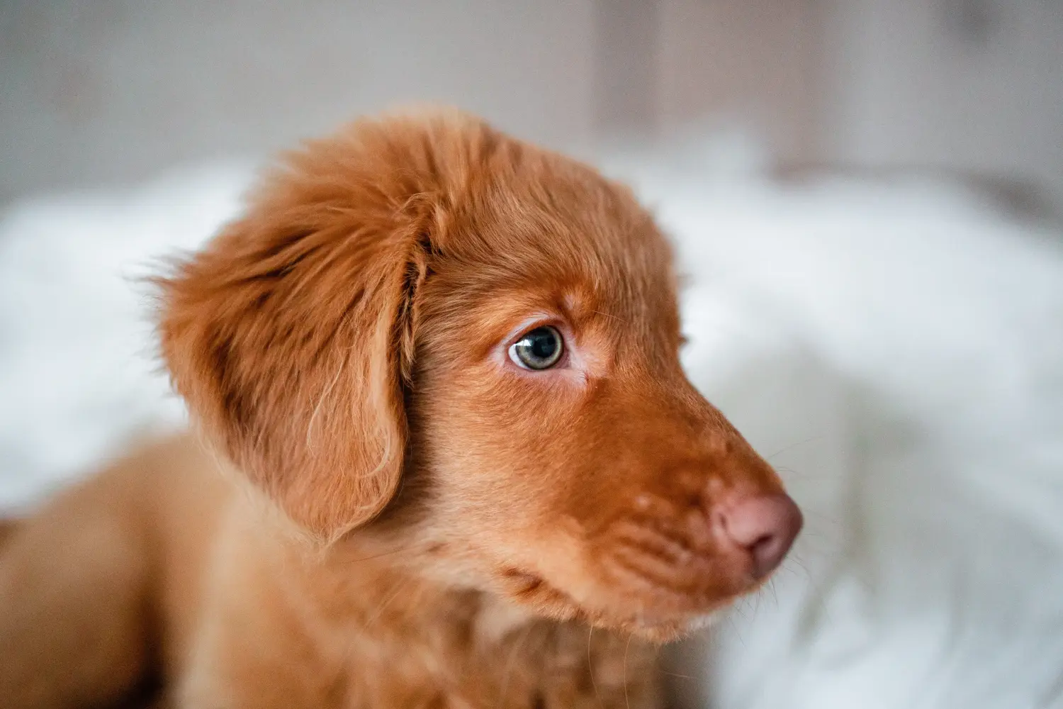 Comprar um cachorro Duck Tolling Retriever da Nova Escócia significa assumir responsabilidades! Comprar cachorros Duck Tolling Retriever da Nova Escócia.