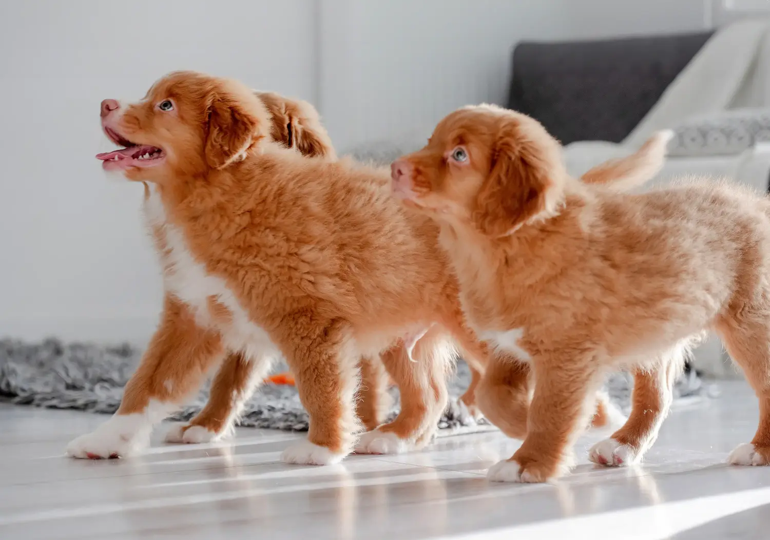 Comprar um cachorro Duck Tolling Retriever da Nova Escócia significa assumir responsabilidades! Comprar cachorros Duck Tolling Retriever da Nova Escócia.