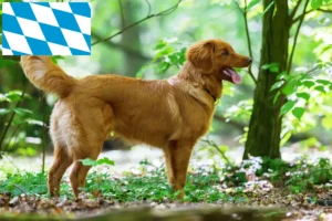 Read more about the article Nova Escócia Duck Tolling Retriever criadores e cachorros em Bavaria