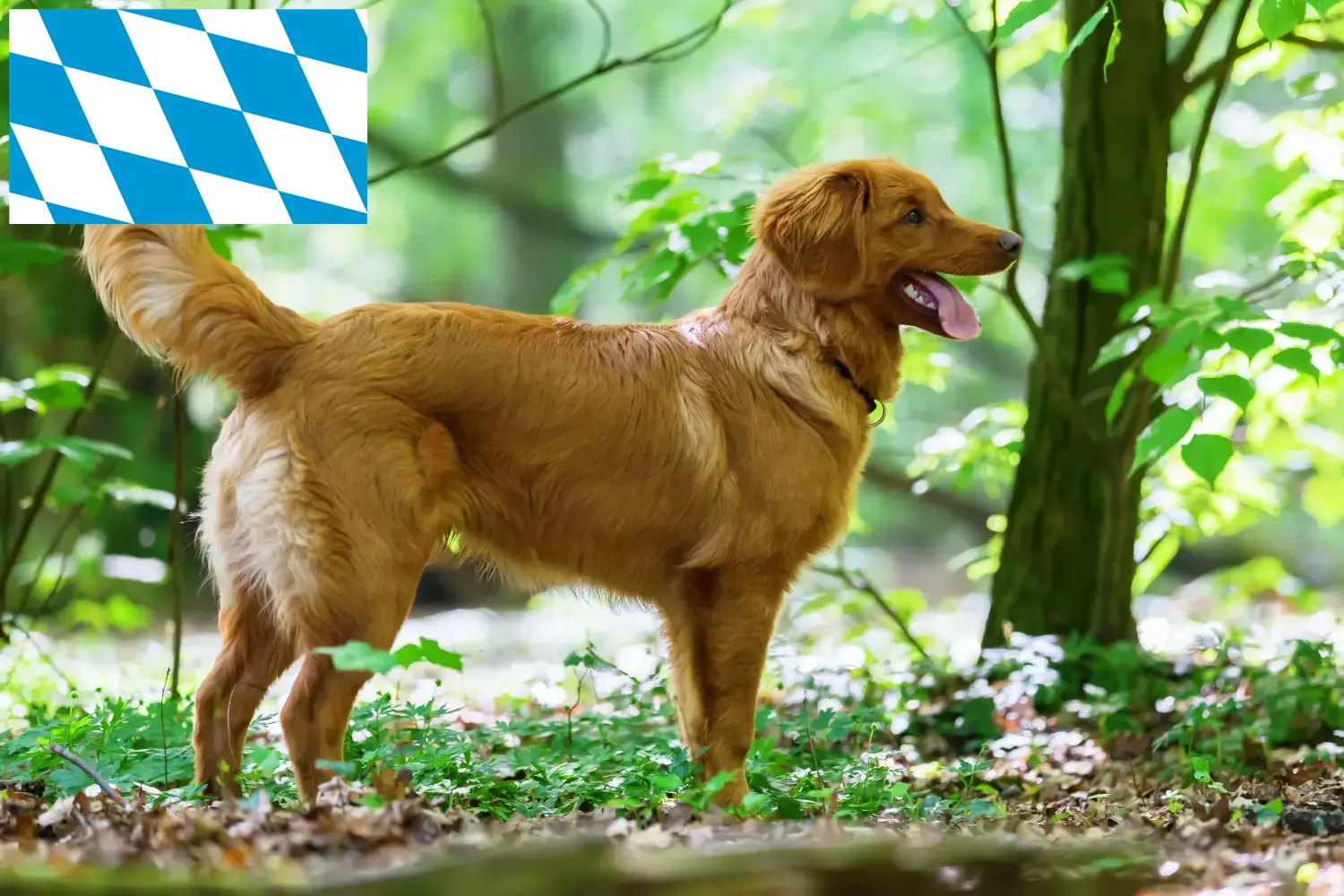 Read more about the article Nova Escócia Duck Tolling Retriever criadores e cachorros em Bavaria