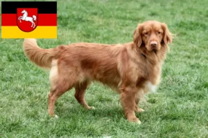 Read more about the article Nova Escócia Criadores de Duck Tolling Retriever e cachorros na Baixa Saxónia