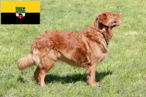 Read more about the article Nova Escócia Duck Tolling Retriever criadores e cachorros em Saxónia-Anhalt
