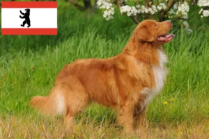 Read more about the article Nova Escócia Duck Tolling Retriever criadores e cachorros em Berlim