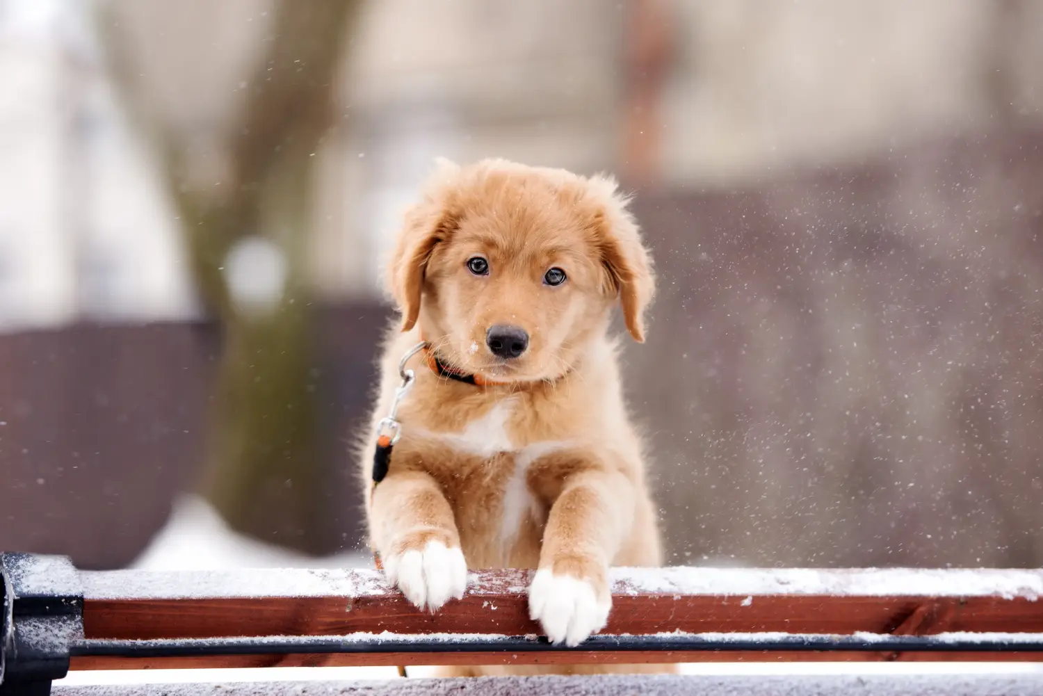 Comprar um cachorro Duck Tolling Retriever da Nova Escócia significa assumir responsabilidades! Comprar cachorros Duck Tolling Retriever da Nova Escócia.