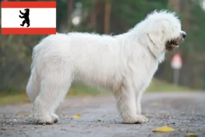 Read more about the article Criador de Ovtcharka do Sul da Rússia e cachorros em Berlim