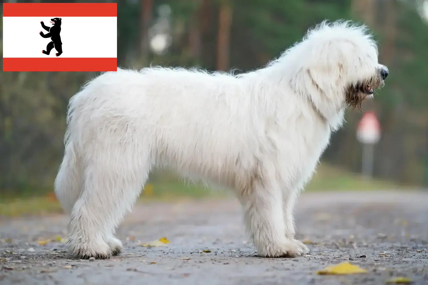 Cachorros e criadores de Ovtcharka do Sul da Rússia Berlim Encontre aqui criadores de Ovtcharkas da Rússia do Sul em Berlim.