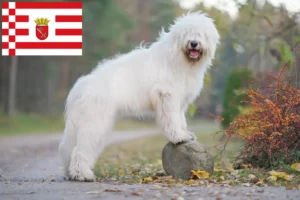 Read more about the article Criador de Ovtcharka do Sul da Rússia e cachorros em Bremen