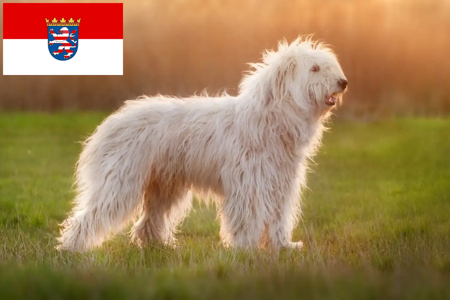 Cachorros Ovtcharka do Sul da Rússia e criador Hessen Aqui pode encontrar criadores de Ovtcharkas do Sul da Rússia em Hessen.